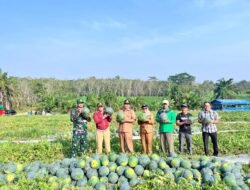 Panen Raya Semangka di Kampung Trijaya, Bentuk Keberhasil Pemkam Dalam Program Ketahanan Pangan